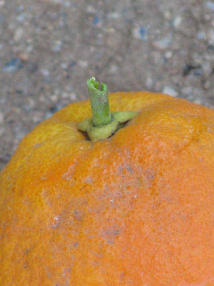            Fruit (Riverside, CA)   